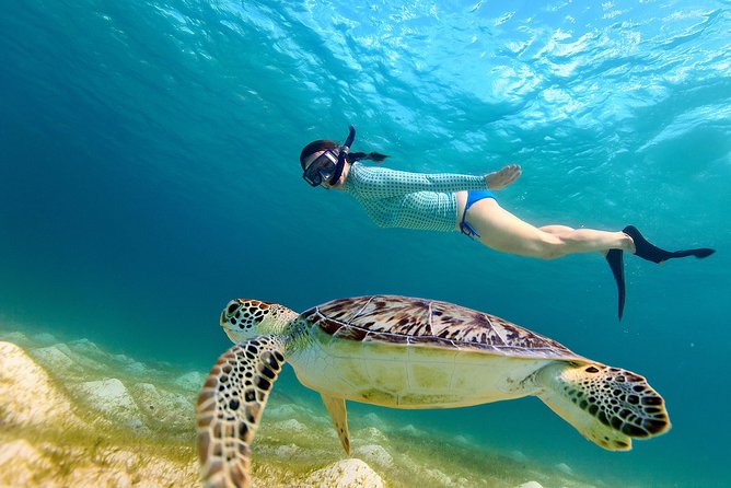 San Juan Turtle Spotting Snorkel Adventure with Videos - Quick hits before you go