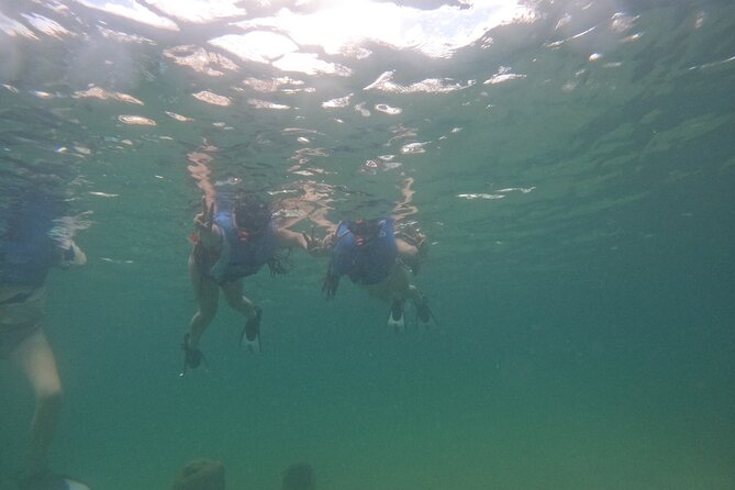 San Juan Turtle Spotting Snorkel Adventure with Videos - The underwater plan at the marine sanctuary: fish plus turtle scanning