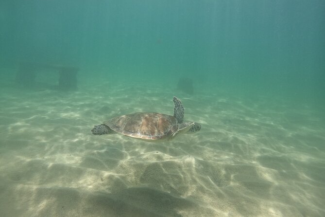 San Juan Turtle Spotting Snorkel Adventure with Videos - Small-group attention: why the max of 10 matters