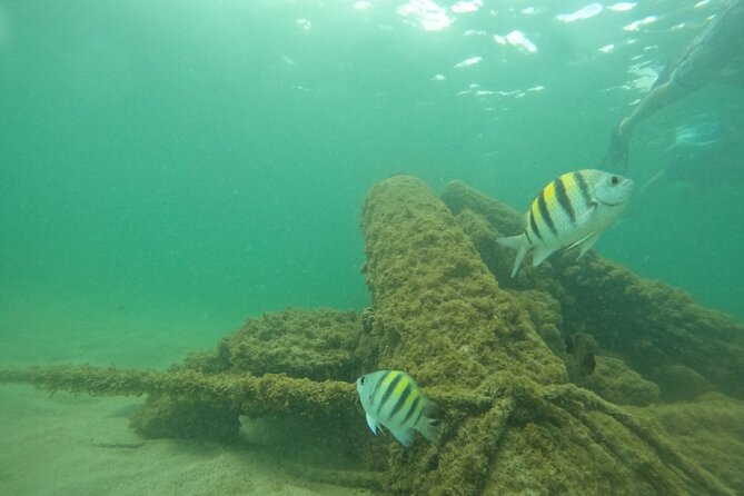 San Juan Turtle Spotting Snorkel Adventure with Videos - Turtle sightings: how to set expectations and still have fun