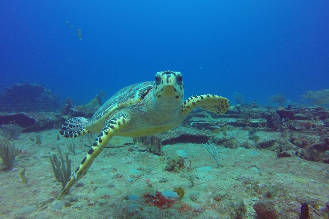 Sand Dollar Half Day Snorkel Trip - Key highlights to know before you go