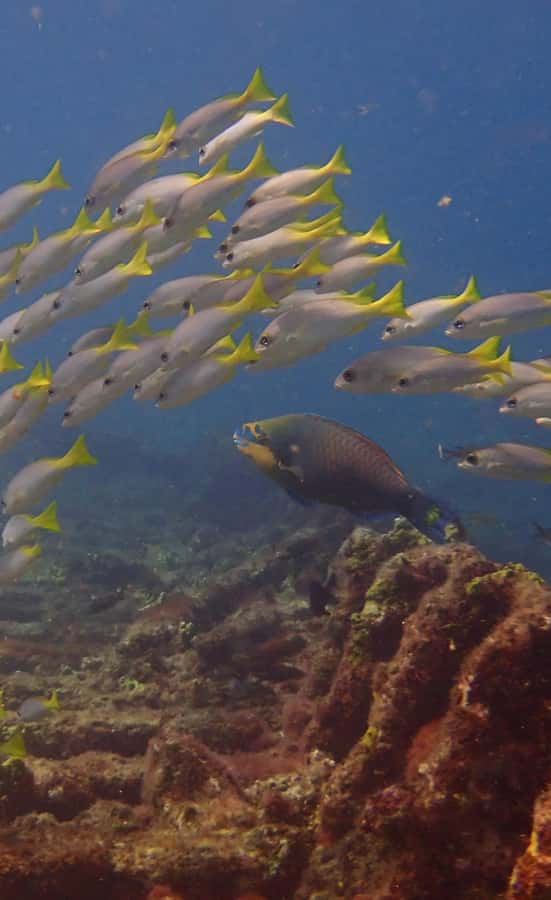 Santa Maria: Guided Snorkeling and Reef Tour - Farol and the Bolama wreck: what you’re hunting under the surface