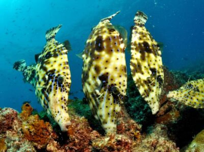Santa Maria: Guided Snorkeling and Reef Tour - Gear fitting and safety briefing that actually makes sense