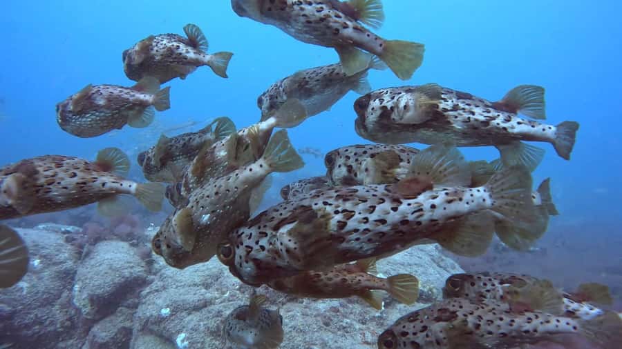 Santa Maria: Guided Snorkeling and Reef Tour - Two hours of snorkeling: the rhythm of the day
