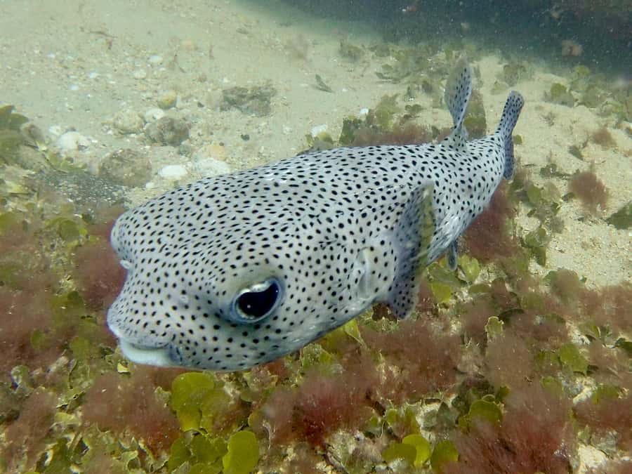 Santa Maria: Guided Snorkeling and Reef Tour - Price and value: what $44 gets you in Santa Maria