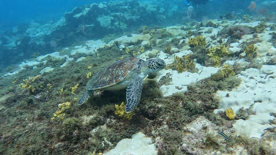 Santa Maria: Guided Snorkeling and Reef Tour - Who should book this and who should skip it