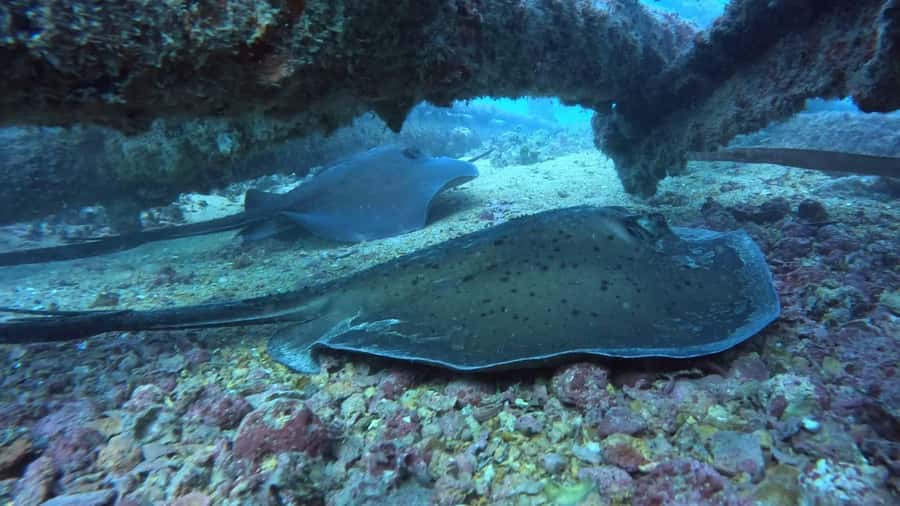 Santa Maria: Guided Snorkeling and Reef Tour - Small tips that help you see more (and feel better)