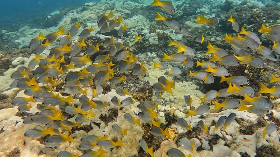 Santa Maria: Guided Snorkeling and Reef Tour - Should you book the Santa Maria guided snorkeling reef tour?