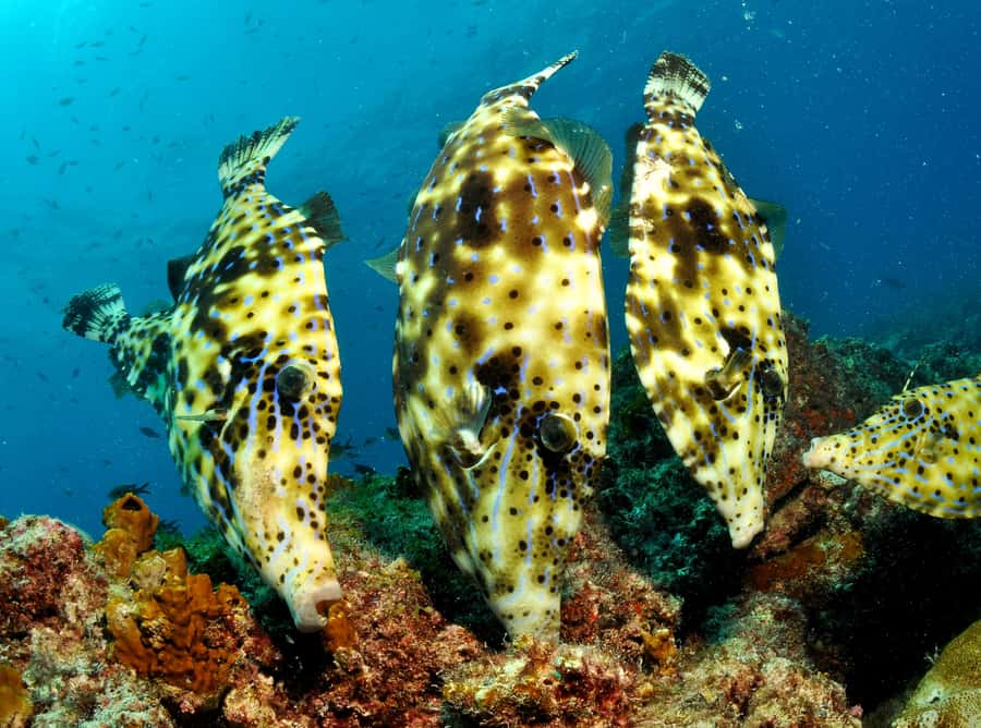 Santa Maria: Guided Snorkeling and Reef Tour - Gear fitting and safety briefing that actually makes sense
