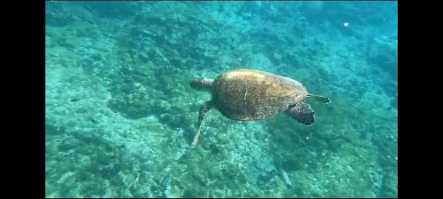 Santa Maria: Snorkeling Boat Tour - Key points before you go