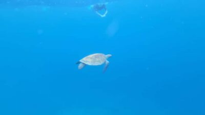 Santa Maria: Snorkeling Boat Tour - Caldeirinha shipwreck: where the colors and fish action start