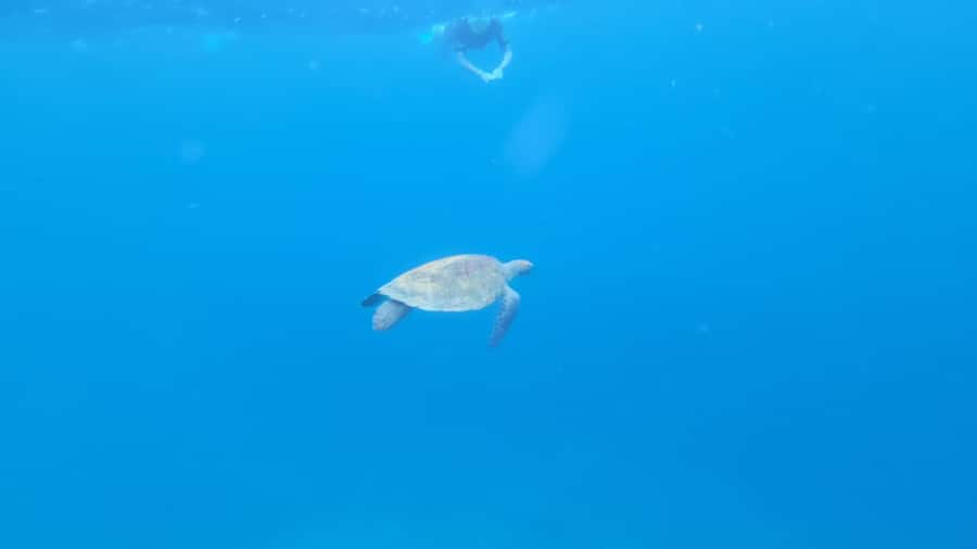 Santa Maria: Snorkeling Boat Tour - Caldeirinha shipwreck: where the colors and fish action start