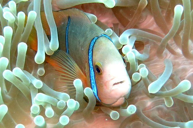 Sea Scooter Jet Snorkeling "Moorea Dream Adventure" - The reef stops that make this itinerary worth it