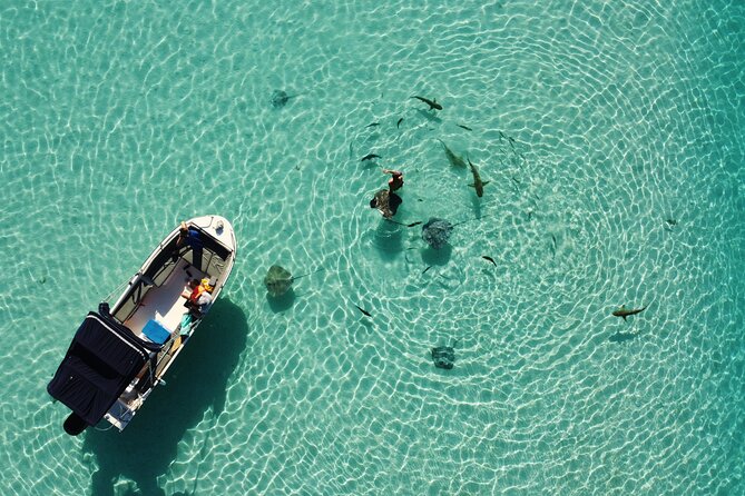 Sea Scooter Jet snorkeling "Moorea Reef Adventure" - What you’ll see: stingrays, turtles, and more in Moorea Lagoon