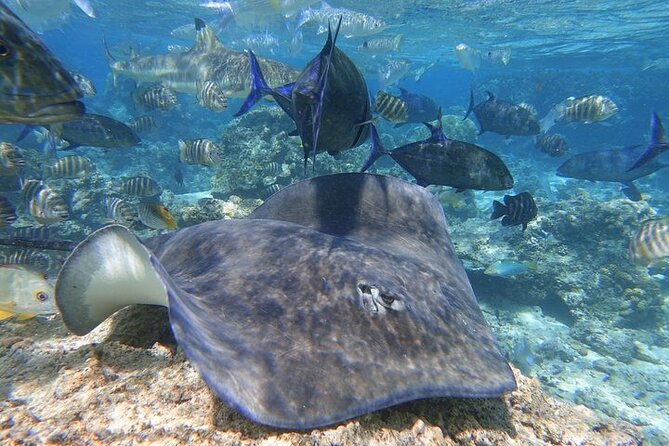 Sea Scooter Jet snorkeling "Moorea Reef Adventure" - 2-hour plan in the afternoon: what your timing looks like