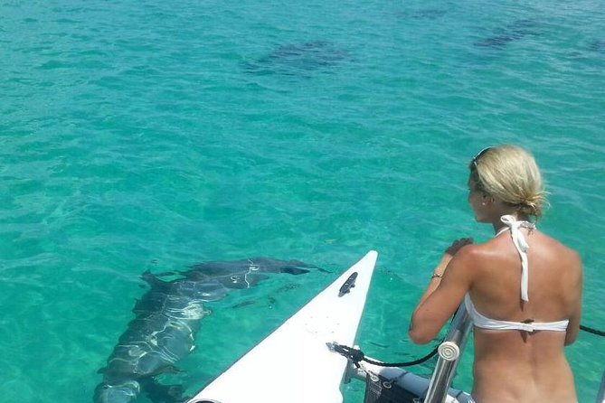 Shallow Water Snorkeling and Dolphin Watching in Key West - Key West Bight Marina and the Catamaran Echo: your 4-hour floating base
