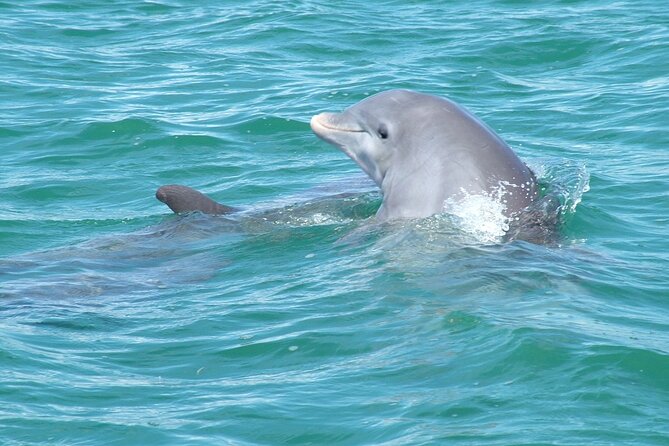 Shallow Water Snorkeling and Dolphin Watching in Key West - The crew makes or breaks it: why this one gets 4.6 stars