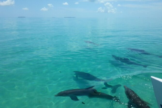 Shallow Water Snorkeling and Dolphin Watching in Key West - Should you book this Shallow Water Snorkeling and Dolphin Watching tour?