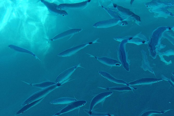 Shared snorkeling tour from Tropea to Capo Vaticano - Key things to know before you go