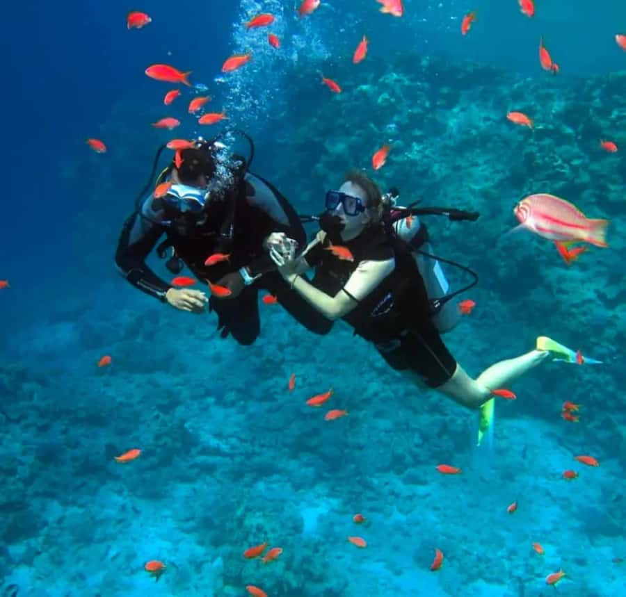 Sharm El Sheikh: Ras Mohamed & White Island Dive & Snorkel - Key points before you go