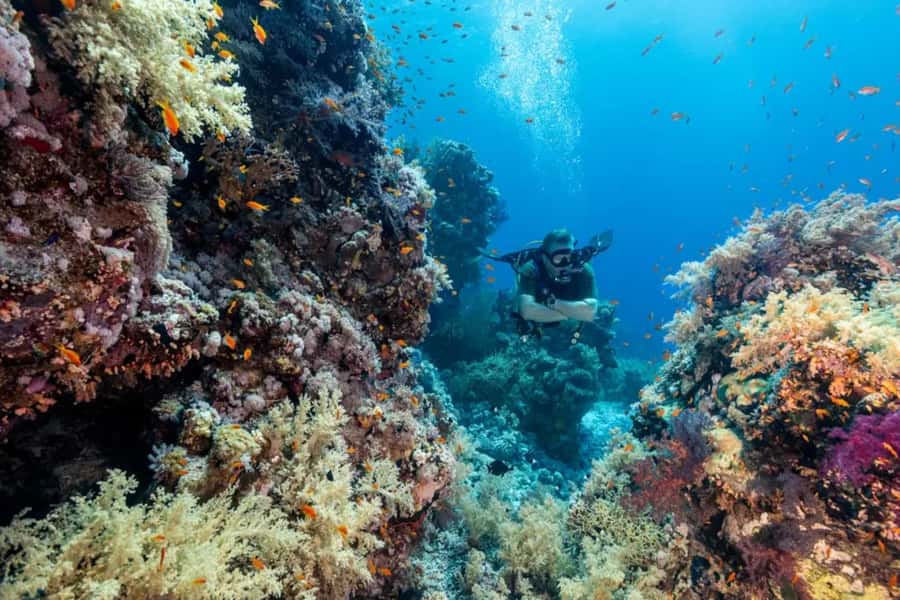 Sharm El Sheikh: Ras Mohamed & White Island Dive & Snorkel - White Island Sandbank: The Photo Stop You’ll Actually Remember