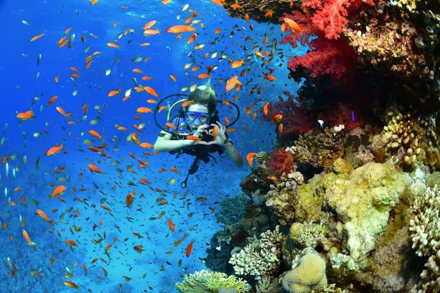 Sharm El Sheikh: Ras Mohamed & White Island Dive & Snorkel - Safety and Staff Support: Why This Trip Feels Stress-Free
