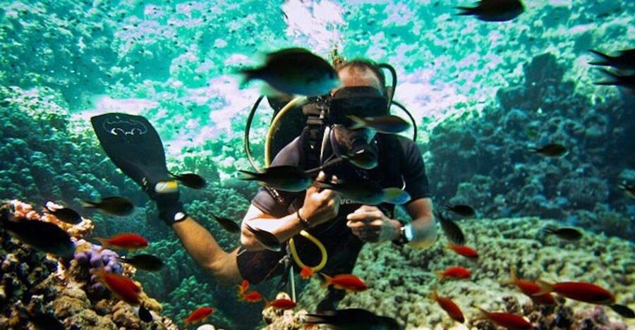 Sharm El Sheikh: Ras Mohamed & White Island Snorkel or Dive - Key highlights you’ll actually care about