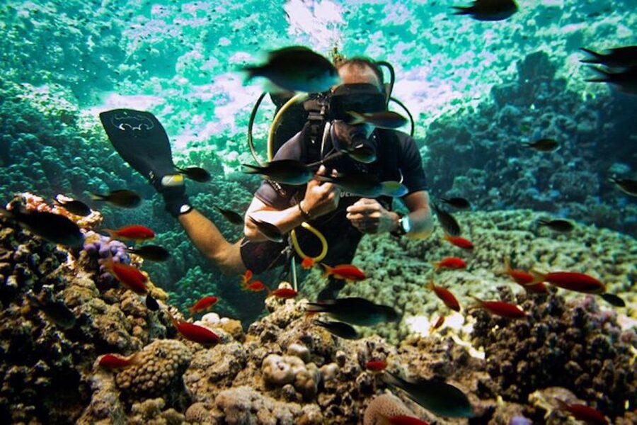 Sharm El Sheikh: Ras Mohamed & White Island Snorkel or Dive - Ras Mohamed and White Island: the Red Sea combo that makes sense