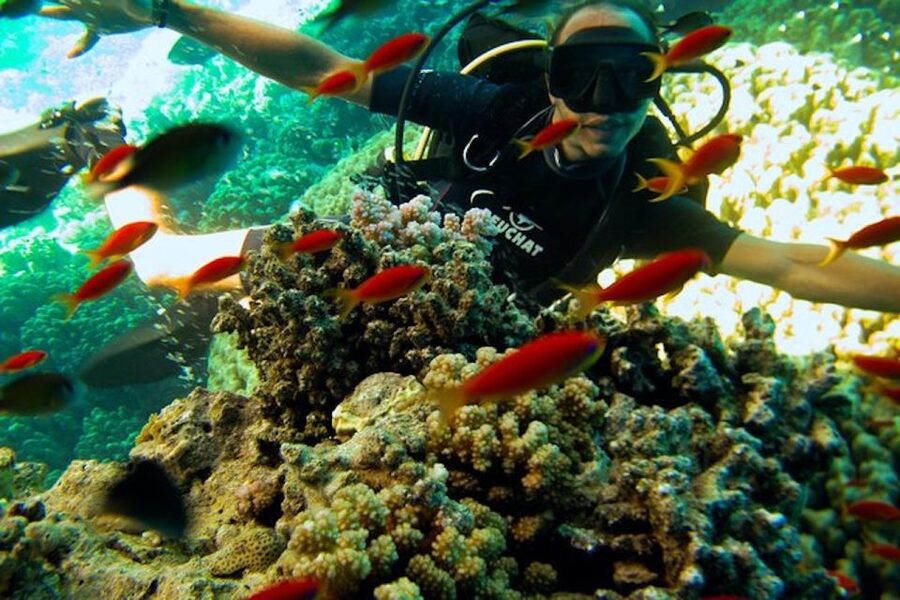 Sharm El Sheikh: Ras Mohamed & White Island Snorkel or Dive - White Island cruise and the onboard buffet lunch you’ll be grateful for