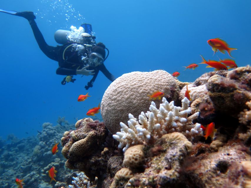 Sharm El Sheikh: Ras Mohamed & White Island Snorkel or Dive - Price and value: where the real costs show up