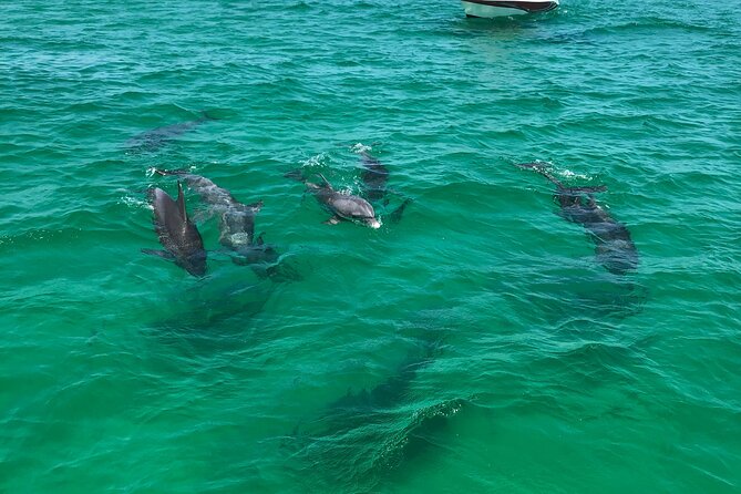 Shell Island Snorkel and Dolphin Catamaran Cruise with Island Time - Paddle Boards and the Waterslide: Included Fun With Clear Limits