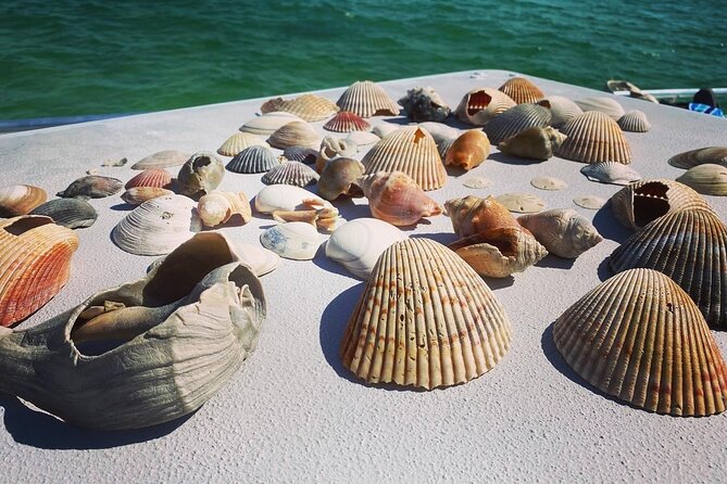 Shell Island Snorkel and Dolphin Catamaran Cruise with Island Time - What to Wear and Bring (So You Don’t Waste a Minute)