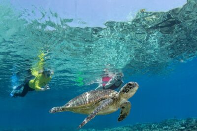 Silverswift Dive and Snorkel Great Barrier Reef Cruise - Planning your water time: snorkel vs intro scuba vs certified scuba