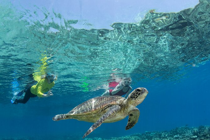 Silverswift Dive and Snorkel Great Barrier Reef Cruise - Planning your water time: snorkel vs intro scuba vs certified scuba
