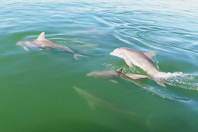 Small Group 2 Hour Dolphin Cruise with Snorkeling to Shell Key - Shell Key Island Wildlife Preserve: shelling and snorkeling from the shore