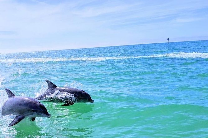 Small Group 2 Hour Dolphin Cruise with Snorkeling to Shell Key - Price and value: why $75 can make sense here