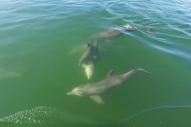 Small Group 2 Hour Dolphin Cruise with Snorkeling to Shell Key - What to bring for sun, salt, and shells