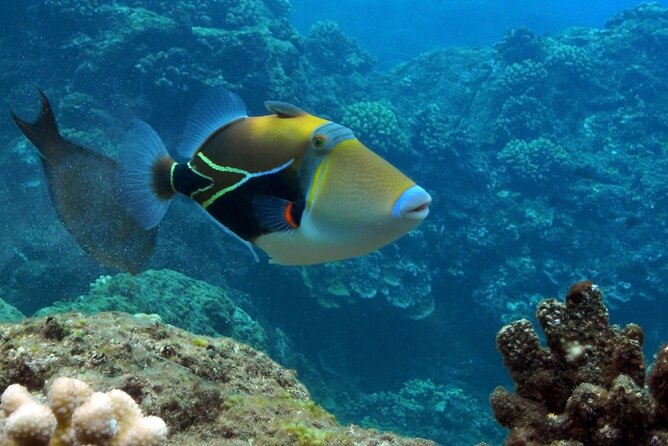 Small Group Coral Gardens Snorkel & Waterslide Adventure - Coral Gardens snorkeling: turtles, reef fish, and shallow confidence