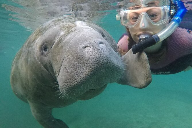 Small Group Manatee Snorkel Tour with In-Water Guide and Photographer - Key things that make this tour worth your time