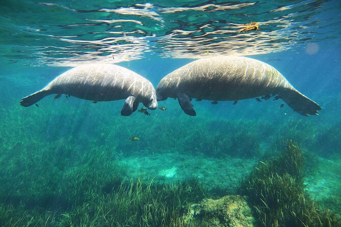 Small Group Manatee Snorkel Tour with In-Water Guide and Photographer - Passive observation rules: how you stay close without pushing them