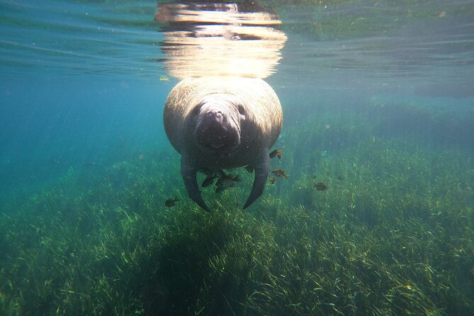 Small Group Manatee Snorkel Tour with In-Water Guide and Photographer - What you can expect in the water: animals, time, and the “close enough” view