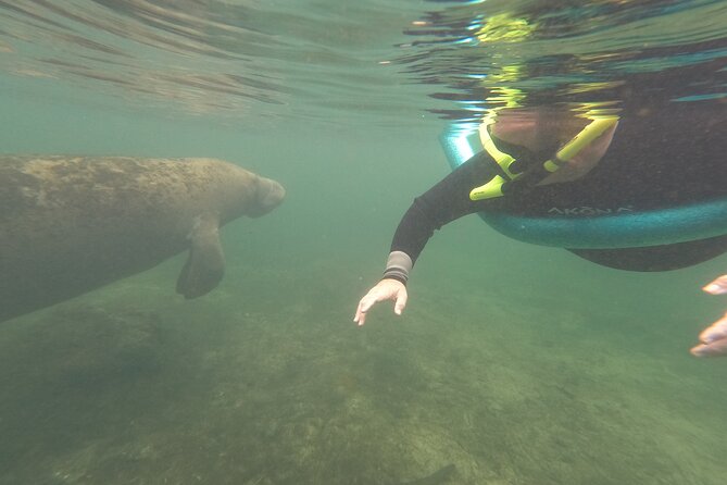 Small Group Manatee Snorkel Tour with In-Water Guide and Photographer - “Finding” manatees: why some days work better than others