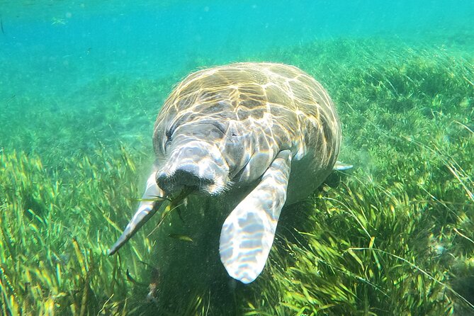 Small Group Manatee Snorkel Tour with In-Water Guide and Photographer - Price and value: is $89.99 a fair deal?