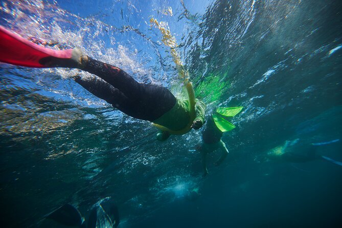 Small Group Manly Snorkel Tour and Nature Walk with Local Guide - Key things I’d want you to notice before booking