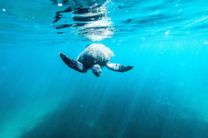 Small Group Manly Snorkel Tour and Nature Walk with Local Guide - “Ecotreasures” and the conservation angle: why the walk matters after snorkeling