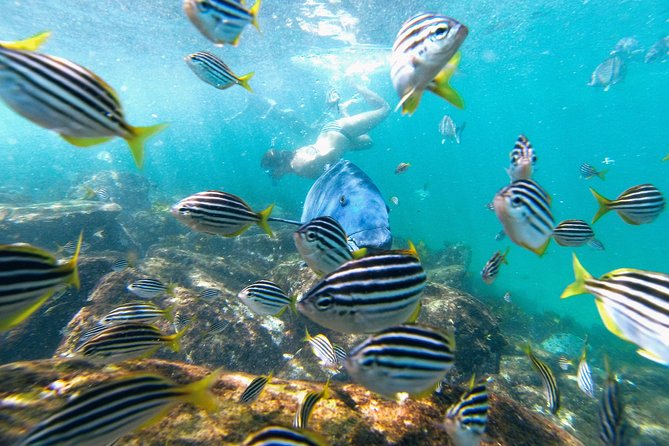Small Group Manly Snorkel Tour and Nature Walk with Local Guide - Wetsuit strategy: choose comfort so you can actually enjoy the hour