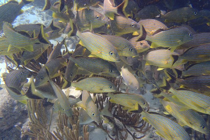 Small-Group Mesoamerican Barrier Reef Snorkeling in Puerto Morelos - What You’ll Likely See in the Water (and How Guides Help)