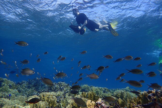 Small-Group Sea Scooters Snorkel at Mangel Halto Beach in Aruba - Key points to know before you go