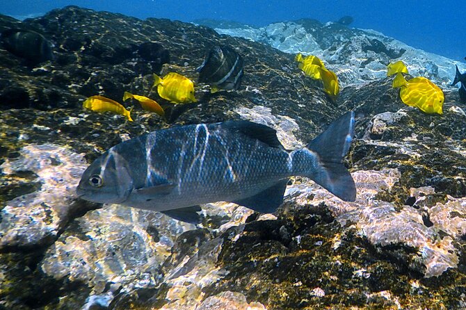 Small-Group Snorkel at Kealakekua Bay in Captain Cook, Big Island - Dolphins, whales, mantas, and the fish parade: what wildlife odds look like