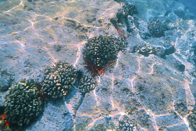 Small-Group Snorkel at Kealakekua Bay in Captain Cook, Big Island - Price and value: is $109 worth it?